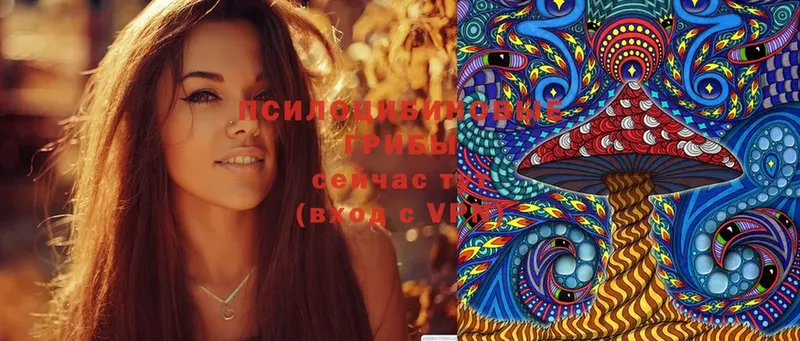 Псилоцибиновые грибы Cubensis  shop официальный сайт  Александровск  где купить  